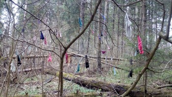 Лес, «украшенный» женским бельем, обнаружили в Калужской области. Фото