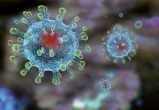 Где в России чаще всего интересуются коронавирусом?