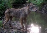 Скриншот с видео заповедника "Калужские засеки" Скриншот с видео заповедника "Калужские засеки"