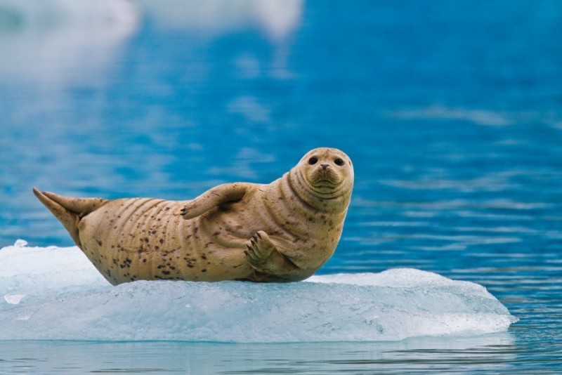 Тюлень в купальнике