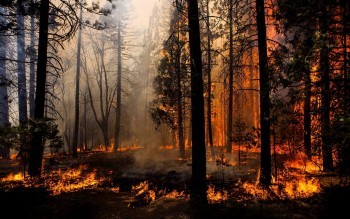 За неделю в Калужской области выгорело 14 гектаров леса