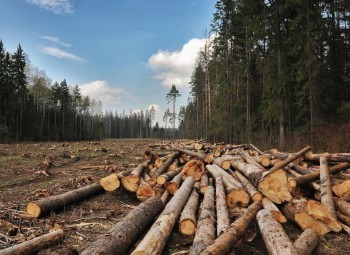 В Калужской области вырубили лес на 1,4 млн рублей