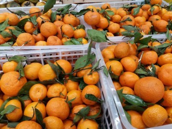 В Калужской области нашли зараженные мандарины