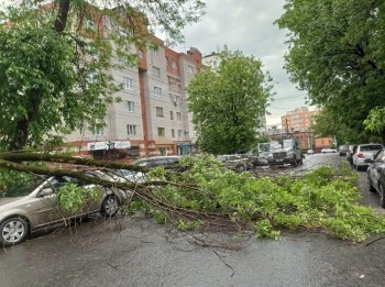 В Калуге дерево упало на припаркованный автомобиль во время грозы