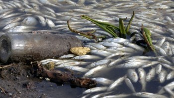 По факту массового вымирания рыбы в реке началась проверка (видео)