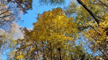Золотая осень продержится в Калуге до конца недели