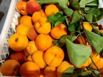 В Калужской области выявили заражённые турецкие персики и абрикосы