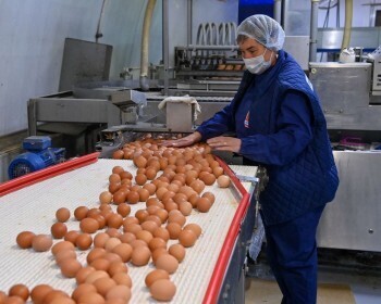 В этом году Калужская область увеличит производство яиц