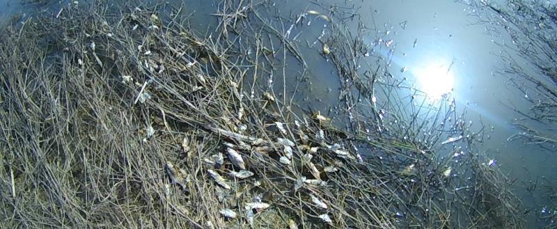 В калужской реке из-за загрязнения воды массово вымерла рыба
