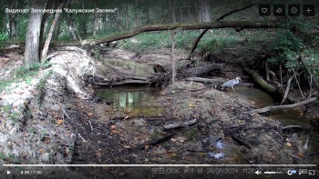 В калужском заповеднике фотоловушка запечатлела охоту цапли на ручье