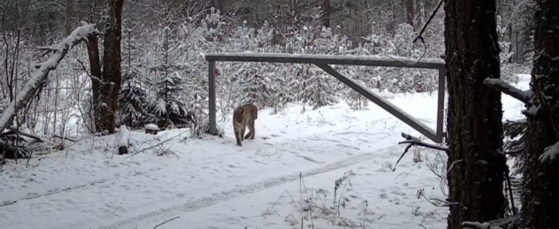 скрин видео заповедника 