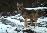 скрин видео заповедника "Калужские Засеки"