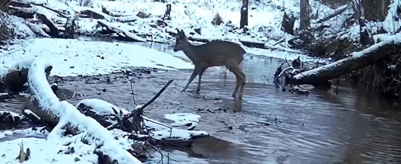 скрин видео заповедника 