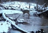 скрин видео заповедника "Калужские Засеки"